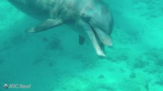 Bottlenose Dolphin Tursiops truncatus [upl. by Gabler]