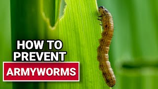 How To Prevent Armyworms  Ace Hardware [upl. by Sima143]