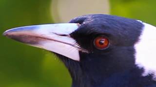 AN AUSTRALIAN MAGPIES CALL [upl. by Asserac]