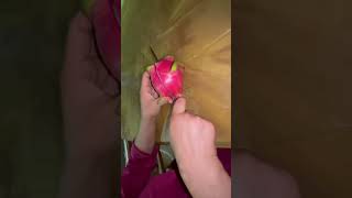 Afnai bari ko dragon fruit 🍎 for [upl. by Illak561]