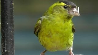 Siskin Bird  Flock of Siskins in My Garden  Wildlife in Cornwall  Scatiu Cajzla [upl. by Pip354]