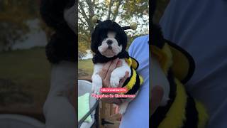 Paging Dr Beat Emergency 🚨 Puppy Costume Fashion Show ✨ dogs puppy trend viral dog trending [upl. by Ahsienak]