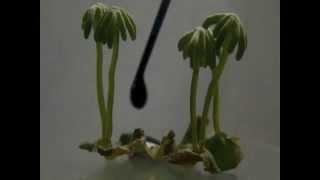 Marchantia polymopha [upl. by Dinin]