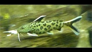 Synodontis Petricola Dwarf Lake Synodontis [upl. by Goggin]