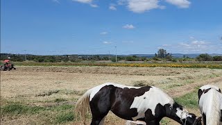 Empacando Pacas de Olleto  Vlog 5  En el Rancho ET [upl. by Nellek]