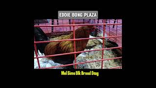 MS Blk Brood Stag amp Brood Hen shortvideo shortsfeed [upl. by Rosane]