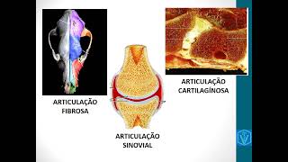 Artrologia  Anatomia animal  Medicina Veterinária  Aprenda Tudo Nessa Vídeo Aula [upl. by Malchy]