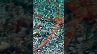 Ophiuroidea Brittle star belongs to Phylum Echinodermata [upl. by Karia]