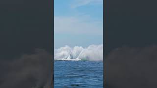 Incredibile Whale Leaps Near Boat Massive Splash [upl. by Melborn71]