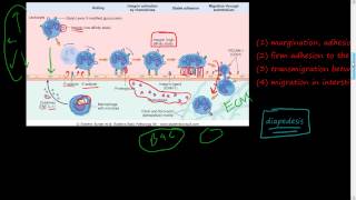 20  Acute Inflammation 2 of 3  Cellular Events  Leukocyte Recruitment diapedesis Selectin [upl. by Palmer]