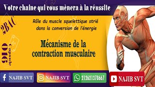 Mécanisme de la contraction musculaire [upl. by Ahsienat]