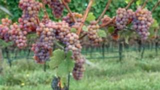 Know About Gewurztraminer Wine to Pair it With Different Cuisines [upl. by Blankenship]