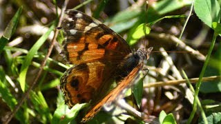 Butterfly laying eggs on leaf [upl. by Delsman32]