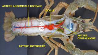 Appareil circulatoire de lécrevisse Astacus leptodactylus [upl. by Lucias80]