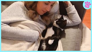 Cute Cat Show Love 😻 Cat and Human Moments [upl. by Nellek]