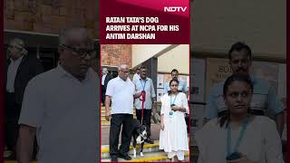 Ratan Tata Funeral  Ratan Tatas Dog Arrives At Funeral Spot In Mumbai [upl. by Bollinger]