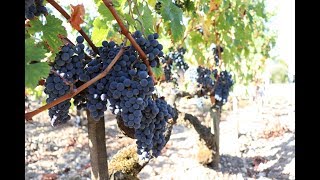 Grape Harvest 2018 in Margaux at Château du Tertre 1855 Grand Cru of Bordeaux [upl. by Mather]