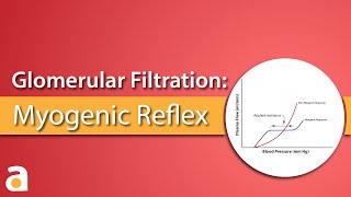 Glomerular Filtration Myogenic Reflex Autoregulation [upl. by Dilaw]