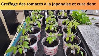 Greffage des tomates à la Japonaise et cure dent [upl. by Ellekcim]