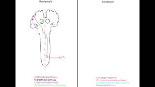 Basal ganglia and cerebellar lesions  ipsilateral or contralateral [upl. by Namsu]