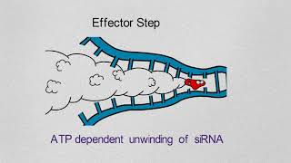 Gene Silencing Basics and Mechanism [upl. by Eeryk476]