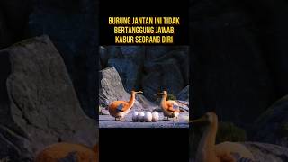 BURUNG JANTAN INI PANIK SAAT GUNUNG MELETUS alurceritaflim film [upl. by Fenwick886]