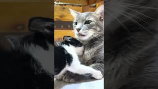 😻 Older Cats Astonished Reaction Unveiling Rescued Kittens Surprises 🆕 Compilation shorts [upl. by Imas432]