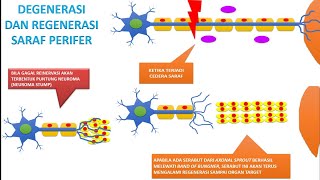 Video 71 Degenerasi Dan Regenerasi Saraf Perifer [upl. by Tedmann]