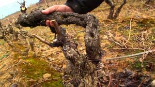 Serrucho y tijera en mano en Bodegas Baigorri  Todovinocom [upl. by Marquet87]