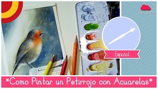 Curso de Acuarelas para Principiantes como pintar un Petirrojo en la lluvia [upl. by Kristo]