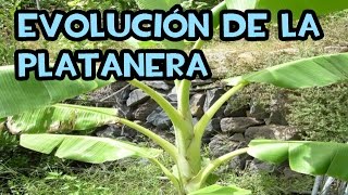 Evolución de la Platanera  Consejos de Cultivo [upl. by Mailiw]