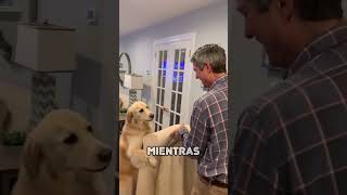 Golden Retriever ayuda con la Mudanza shorts [upl. by Katleen]