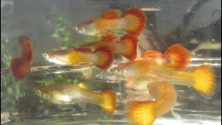 Changing My Guppy Cross Breeding Project by Breeding Red Versus Blue Males [upl. by Tikna74]