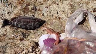 Unique Way of Rabbit Fish Fishing in River Mouth [upl. by Jacobah]