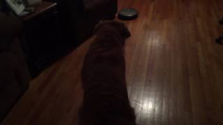 Our Dog introduced to iRobot for first time [upl. by Nanoc383]