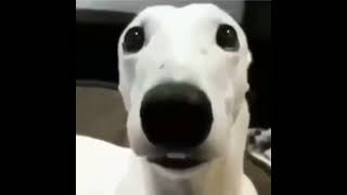 white dog with chattering teeth meme video [upl. by Cari171]