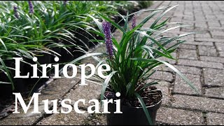 Liriope Muscari or Lily Turf ✽ Brief Visual Overview [upl. by Aynosal]