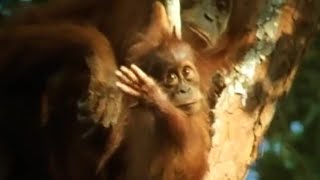 Threat of Orangutan Extinction  Apes in Danger  BBC Earth [upl. by Ycats]