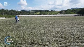 Emilia Romagna i danni dellalluvione al raccolto della frutta  Porta a porta 25052023 [upl. by Lentha]