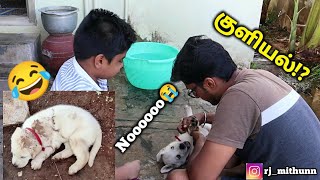 MaaraS First Bath 😍  Cute Labrador Puppy 😍  Meet Mr Maara  The Labrador ❤️ [upl. by Thurlow374]