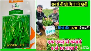 Acsen Hyveg mirch 078 मिर्च की खेतीchilli Farmingपतली मिर्चसबसे अच्छी हरी मिर्च [upl. by Olegnalehcim620]