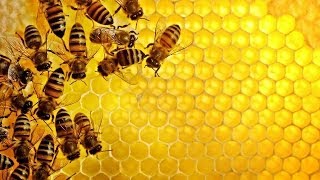 National Geographic Documentary Honey Bee Wildlife Animal [upl. by Zischke]