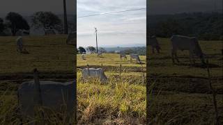 FAZENDA NO AGRESTE PERNAMBUCANO nordeste brejao agrestepernambucano [upl. by Elah191]