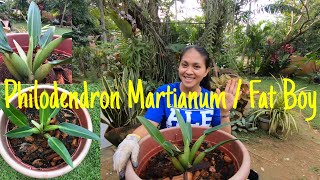 How to Plant Philodendron Martianum “ Fat Boy” Aroid  Easy Care for Philodendron Fat Boy [upl. by Aennaej]