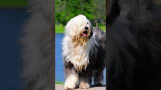 Old English Sheepdogs [upl. by Mathew678]