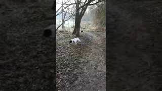 Delilah the Springer Spaniel hunting for squirrels [upl. by Teews]