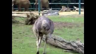 GiraffesOstrichZebrasAfrican ElephantsEmusJapanese Cranes in Olmense Zoo [upl. by Elahcar798]