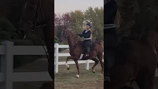 Last home lesson before Sedalia fyp horse saddleseat horseriding equestrian [upl. by Semaj]