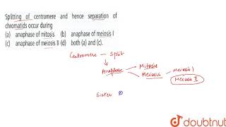 Splitting of centromere and hence separation of chromatids occur during [upl. by Inaleon943]