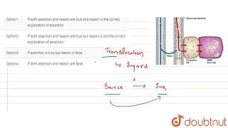 Assertion  Phloem translocation is bidirectionalReason Sourcesink relationship is variable [upl. by Asel]